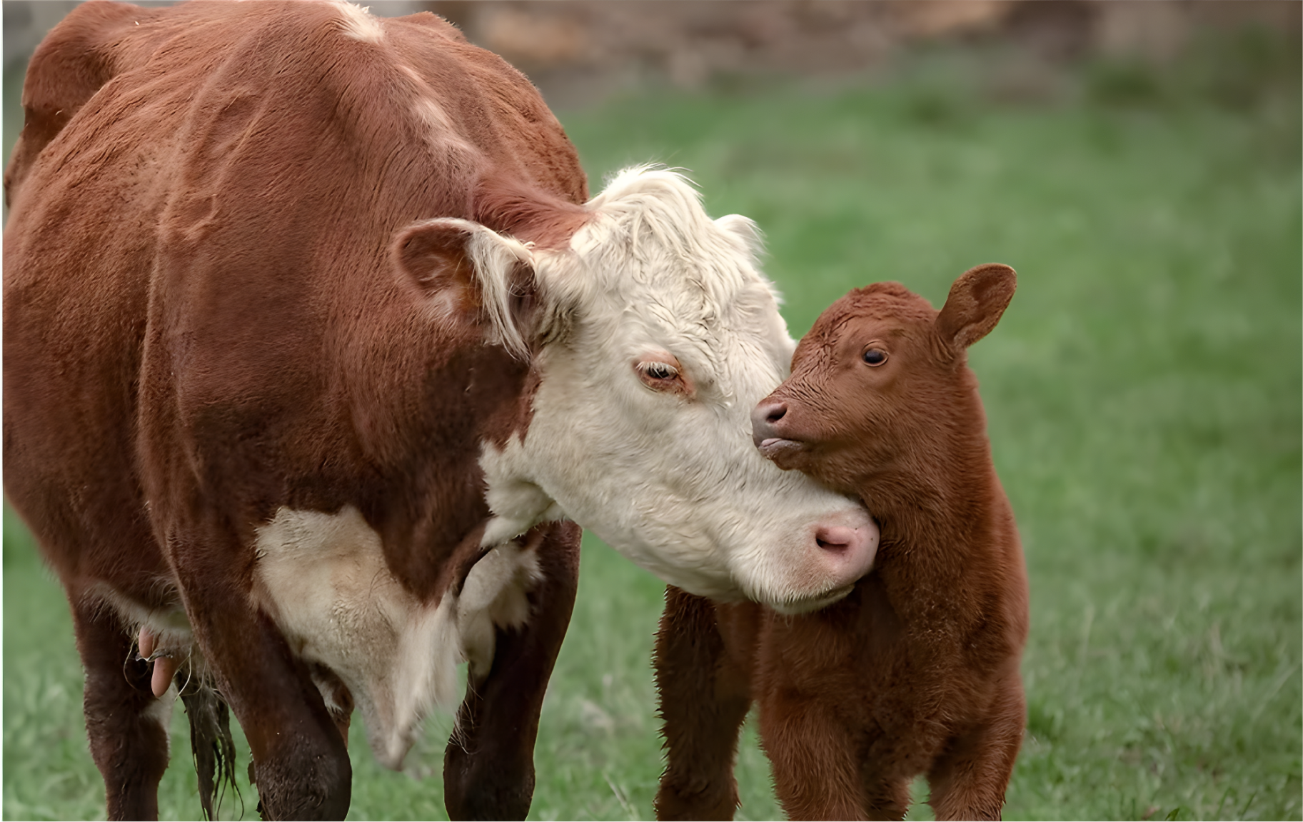 Коровы на пастбище